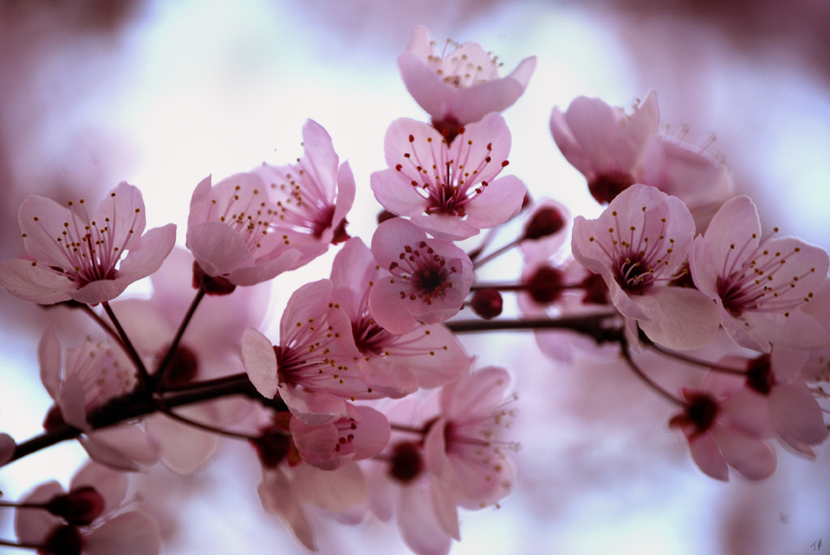 Lähikuva kirsikankukista